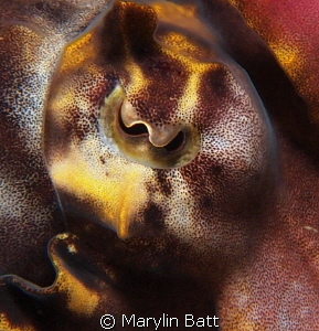 Eye of a Flamboyant Cuttlefish by Marylin Batt 
